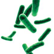 Gut microbiota