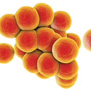 Staphylococcus Aureus