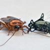 Cockroach and robot bug