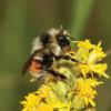 A bumblebee visiting the flowers of Rocky Mountain goldenrod