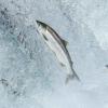 Salmon swimming upriver