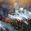 Forest fire