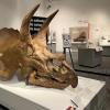 Triceratops skull
