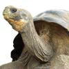 Galápagos tortoise
