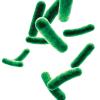 Gut microbiota