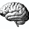 Brain graphic