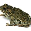 Toad
