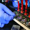 Michael Toney and team tested lithium-ion battery coin cells for capacity loss over time