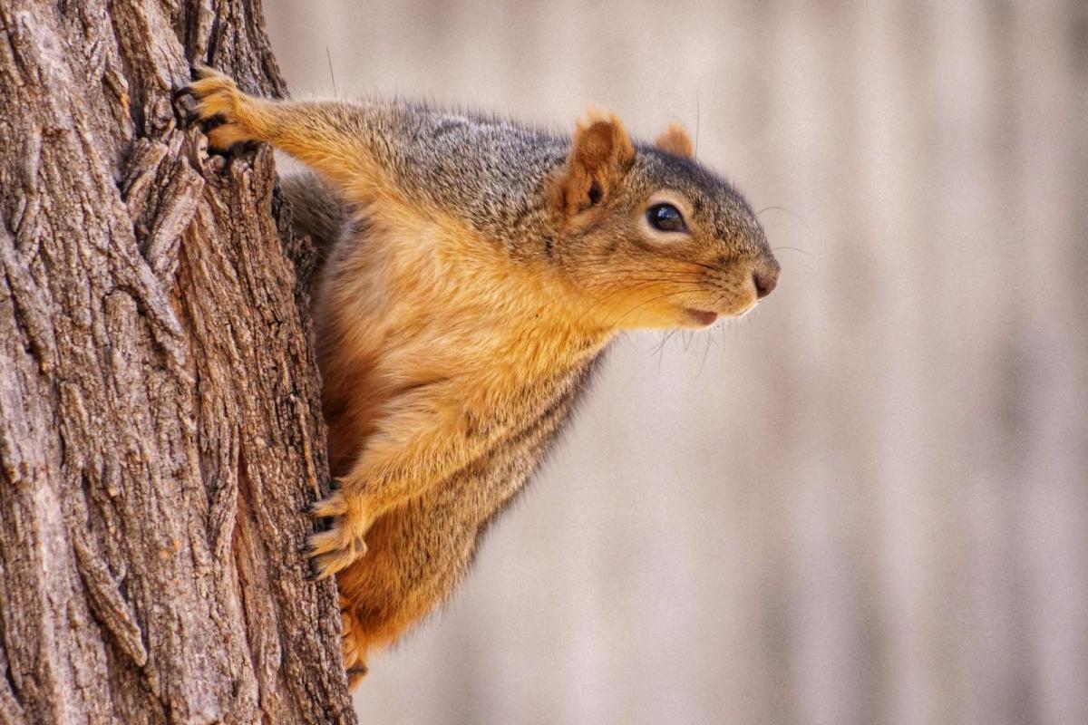 squirrel