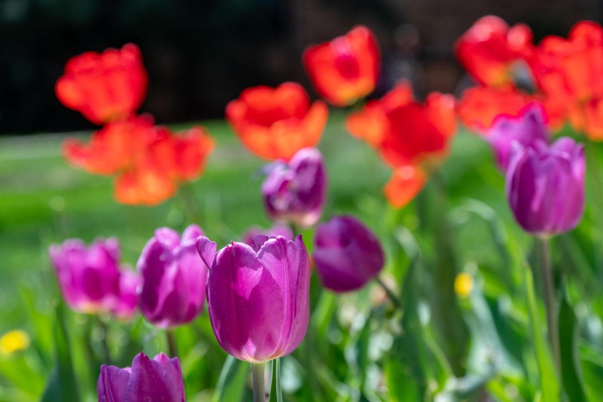 tulips