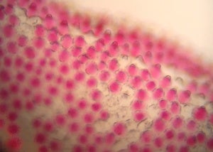 petalcells