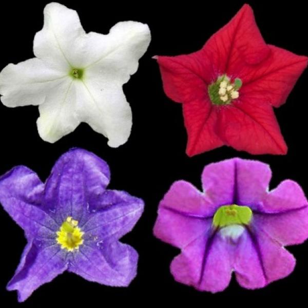petunieae