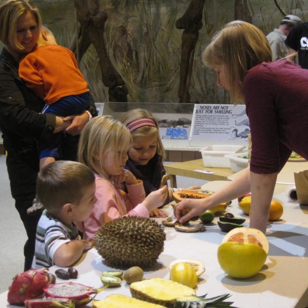 Stacey introduces some exotic fruits, such as dragon fruit (Mexico, Central and South America) and durian (Brunei, Malaysia and Indonesia).