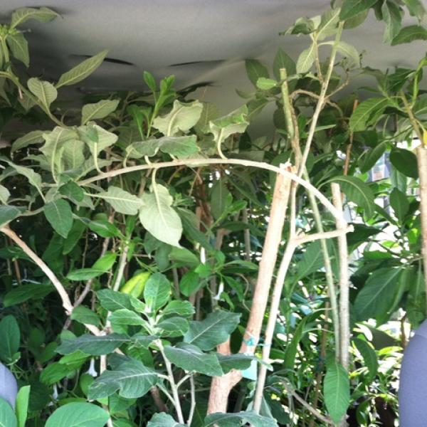 plantvan