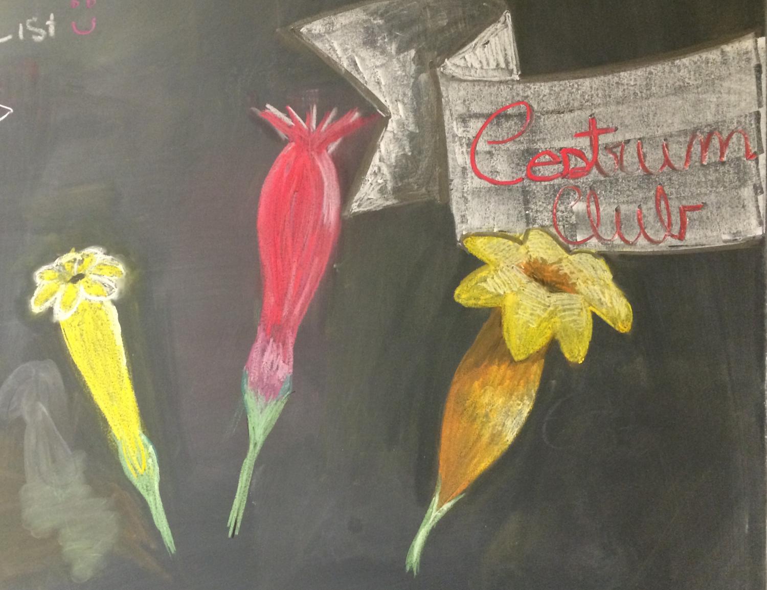 Cestrum Club