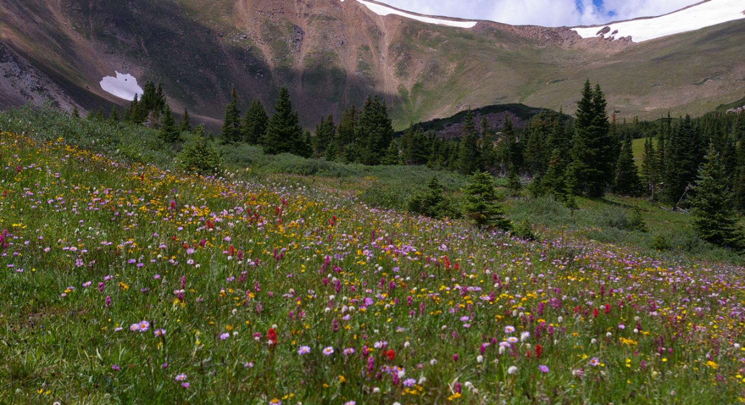 field of flowers