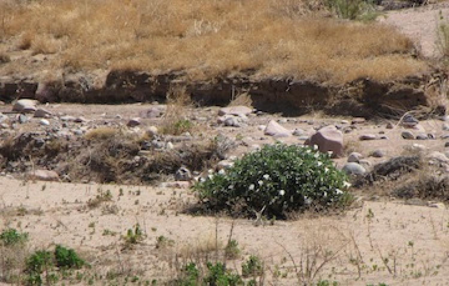 Datura wrightii