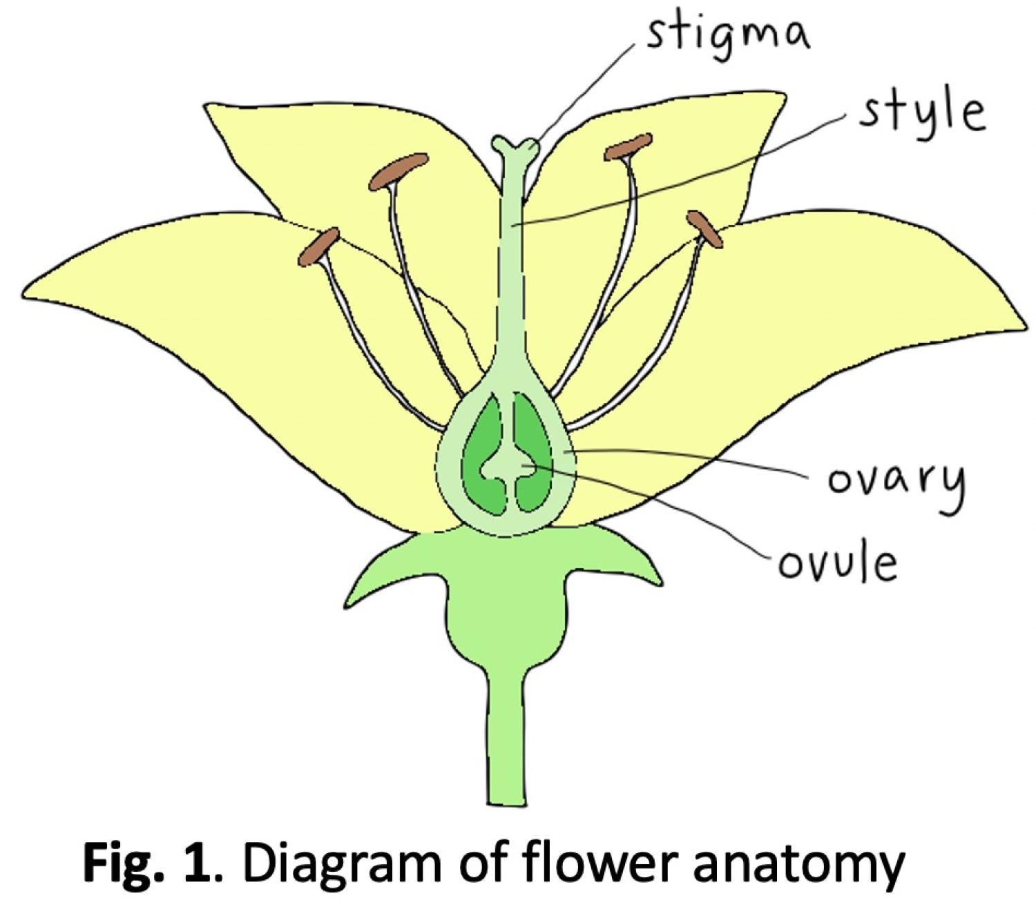 fig1