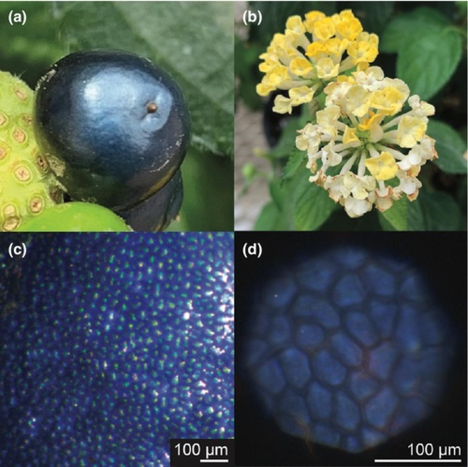 Fig1