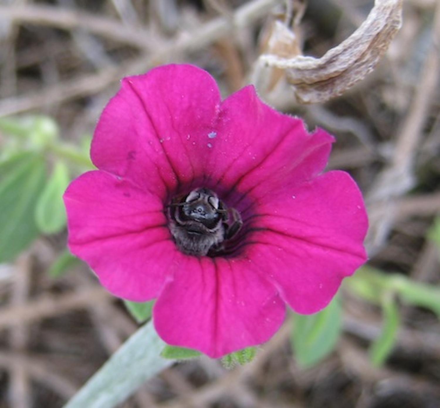 petunia_bee