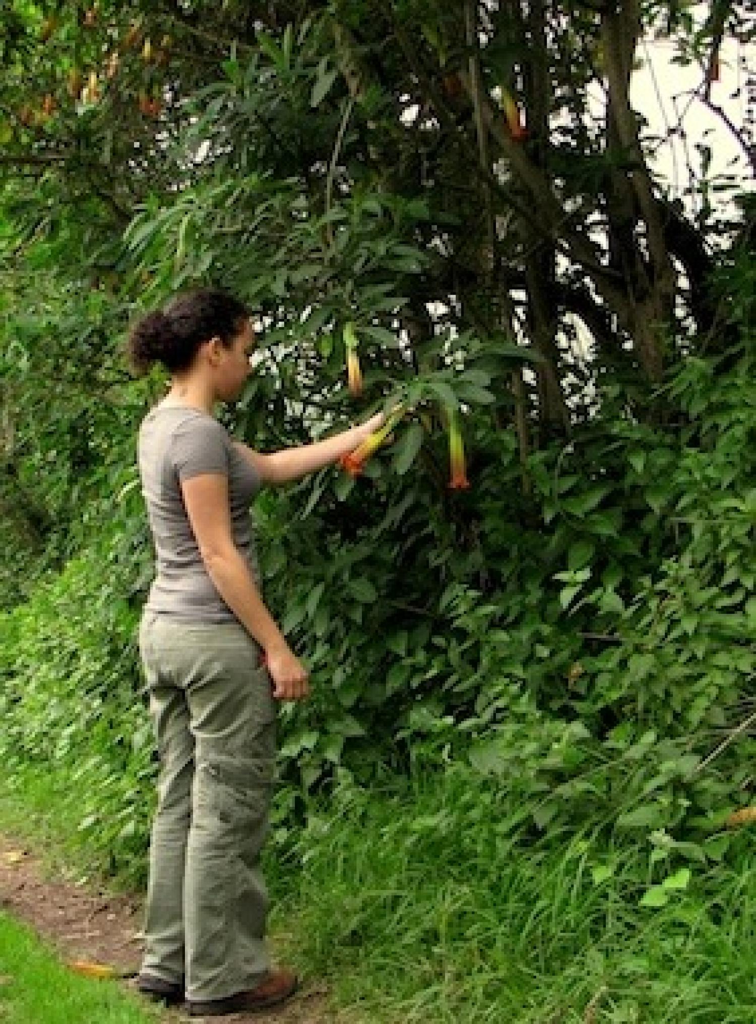 Bsanguinea