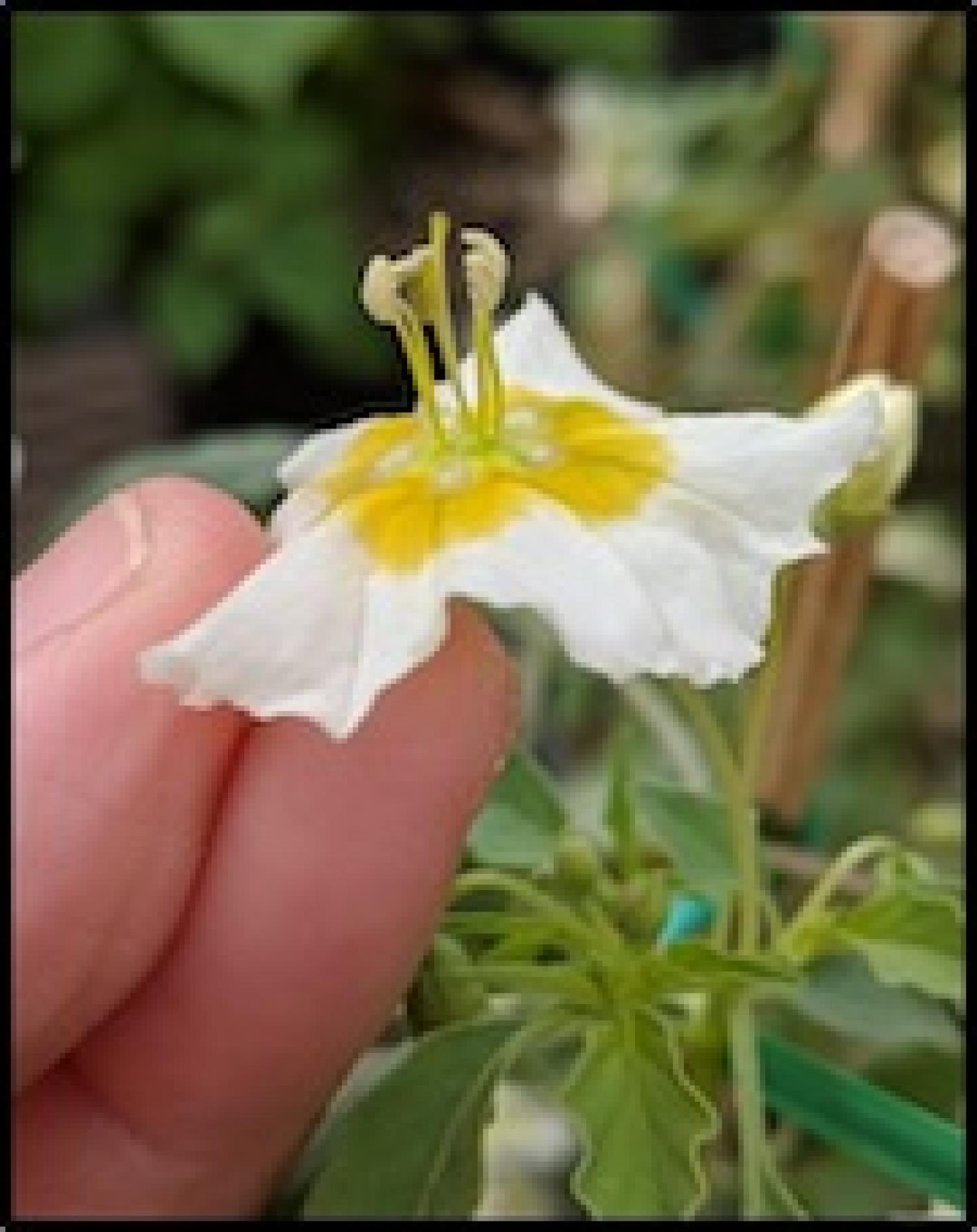 Physalis acutifolia