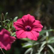 Calibrachoa eglandulata