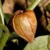 physalis calyx