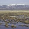 alamosa