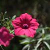Calibrachoa eglandulata