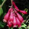 Cestrum elegans