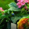 lantana