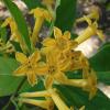 Cestrum parqui
