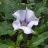 Datura stramonium