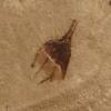 fossil