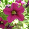 Calibrachoa_sp