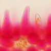 petal cells