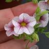 Calibrachoa pubescens