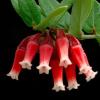 macleania
