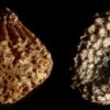 seeds