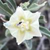 Cpallida