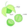fruit