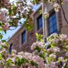 flowers on campus