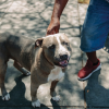 Cute pitbull 