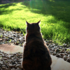 kitty