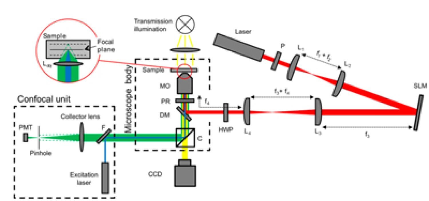 Optical trapping