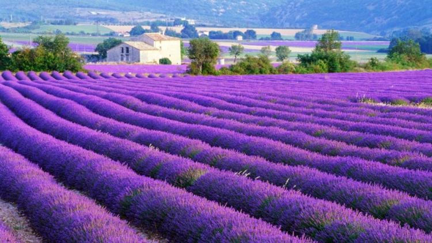 Lavender Farm, Provenca, France