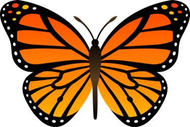 monarch butterfly