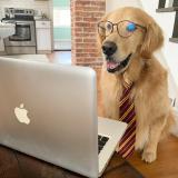 Dog Teddy in front of laptop