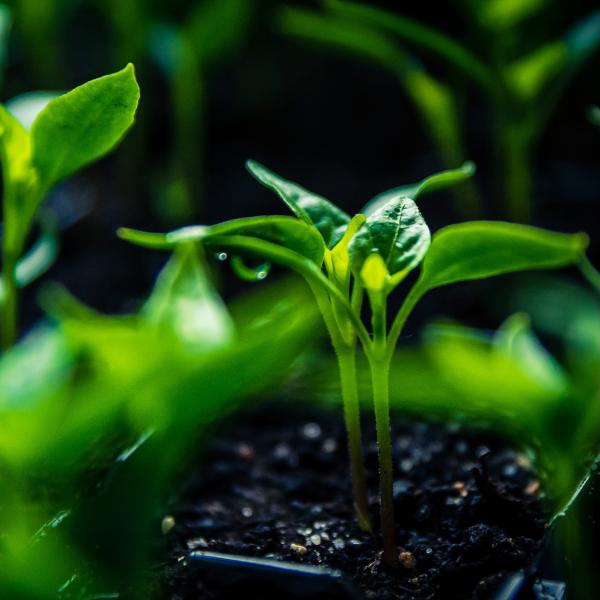 plant seedlings just sprouting from the ground
